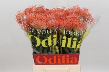 Vollsortiment Nadelprotea, rot - 1 Stück